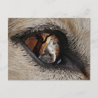 オオカミの目 ポストカード