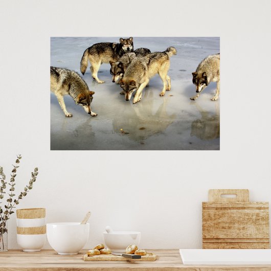 オオカミの群れを満たす ポスター (キッチン)