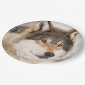 オオカミの誕生日の少年 ペーパープレート (アングル)