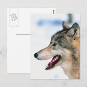 オオカミの頭 ポストカード (正面/裏面)
