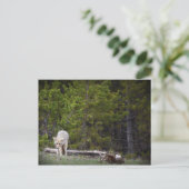 オオカミイエローストーン ポストカード (スタンド正面)