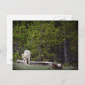 オオカミイエローストーン ポストカード (正面/裏面)