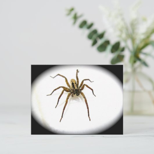 オオカミスパイダーオス（リコサイダエ）はがき ポストカード (スタンド正面)