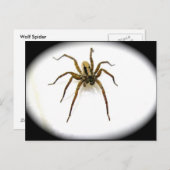 オオカミスパイダーオス(リコサイダエ)はがき ポストカード (正面/裏面)