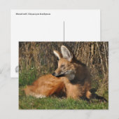 オオカミ写真 ポストカード (正面/裏面)