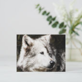 オオカミ勉強 ポストカード (スタンド正面)