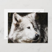オオカミ勉強 ポストカード (正面/裏面)