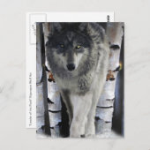 オオカミ及び冬の森林野性生物の芸術カード ポストカード (正面/裏面)