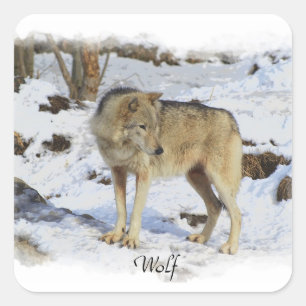 オオカミ及び雪のオオカミ恋人の野生動物の男性指導者 スクエアシール