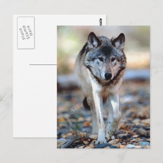 オオカミ歩く ポストカード (正面/裏面)