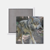 オオカミ磁石の遊歩道 マグネット (正面/裏面)