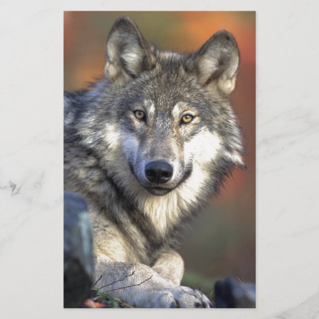 オオカミ (正面)