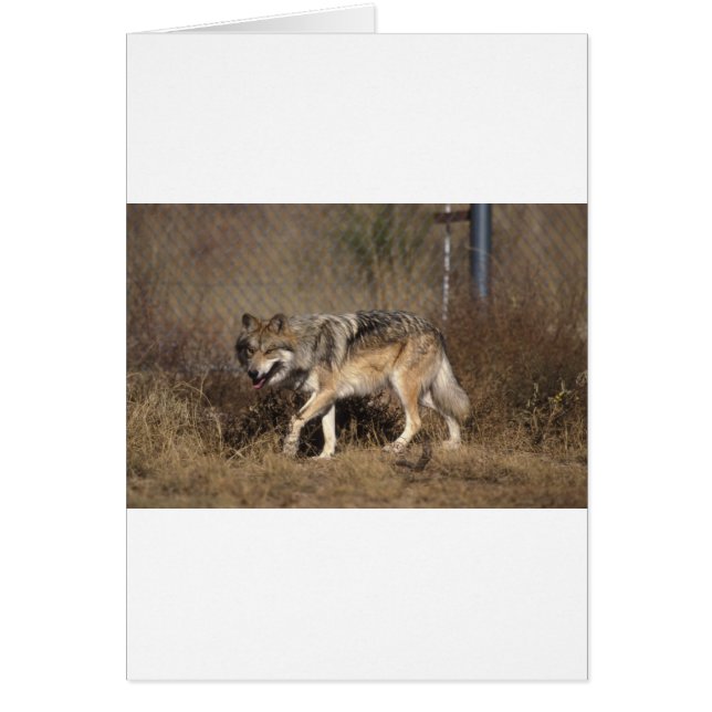 オオカミ (正面)