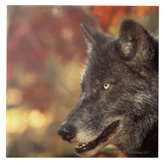 オオカミ2 タイル (正面)