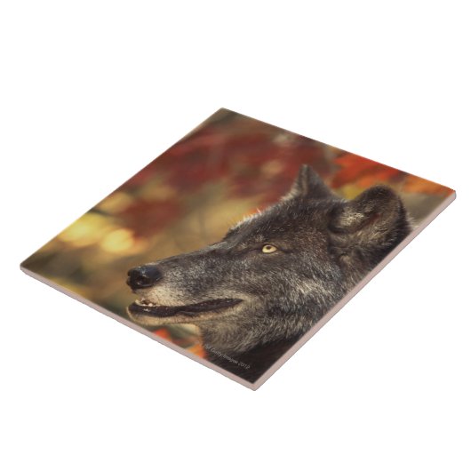 オオカミ2 タイル (側面)