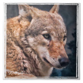 オオカミ タイル (正面)