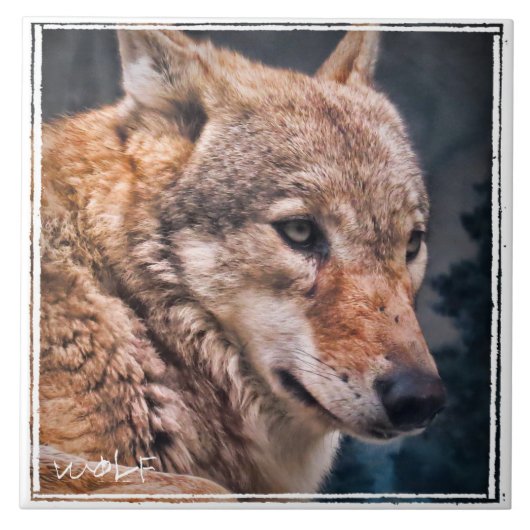 オオカミ タイル (正面)