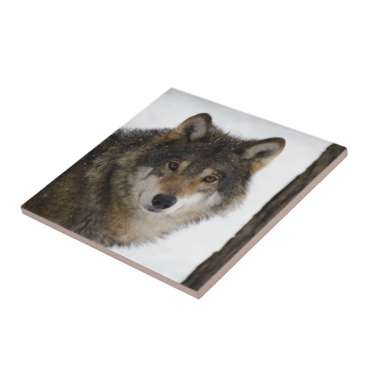 オオカミ タイル (側面)