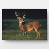 オオカミ |チョークキャニオン州パーク（テキサス州） フォトプラーク (正面)