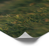 オオカミ |チョークキャニオン州パーク（テキサス州） ポスター (角)