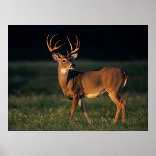 オオカミ |チョークキャニオン州パーク（テキサス州） ポスター (正面)