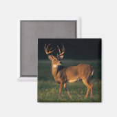 オオカミ |チョークキャニオン州パーク（テキサス州） マグネット (正面/裏面)