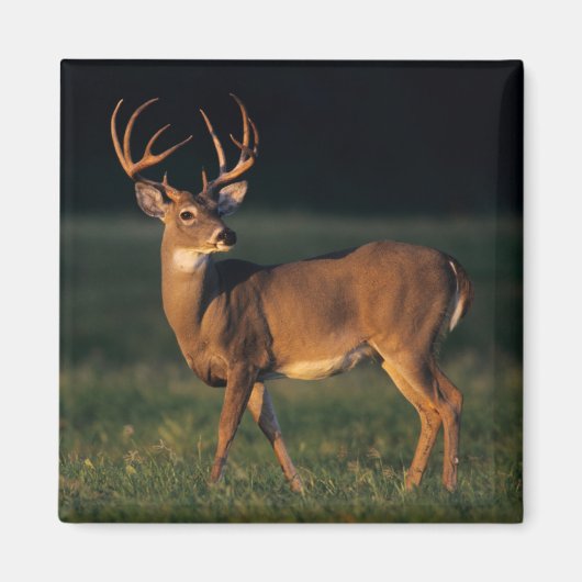 オオカミ |チョークキャニオン州パーク（テキサス州） マグネット (正面)