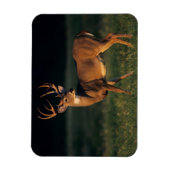 オオカミ |チョークキャニオン州パーク(テキサス州) マグネット (縦)