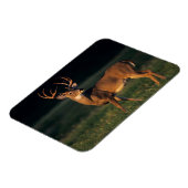 オオカミ |チョークキャニオン州パーク(テキサス州) マグネット (左側)