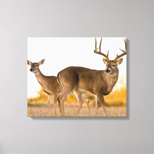 オオカミ |テキサス州の秋 キャンバスプリント (正面)