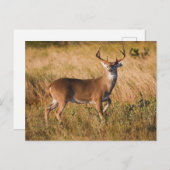 オオカミ |テキサス州の秋 ポストカード (正面/裏面)