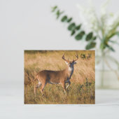 オオカミ |テキサス州の秋 ポストカード (スタンド正面)