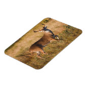 オオカミ |テキサス州の秋 マグネット (左側)