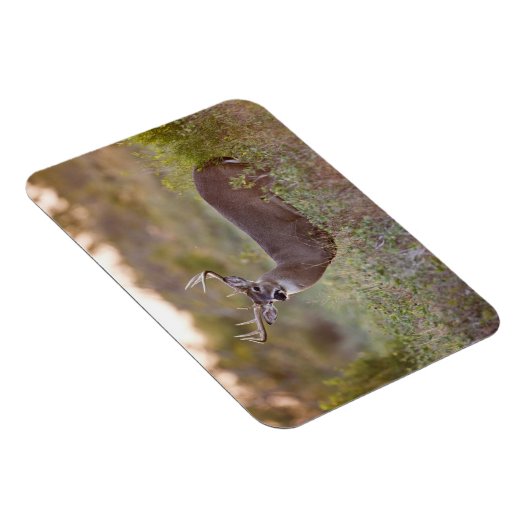 オオカミ |テキサス州の秋 マグネット (右側)