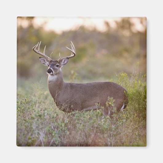 オオカミ |テキサス州の秋 マグネット (正面)