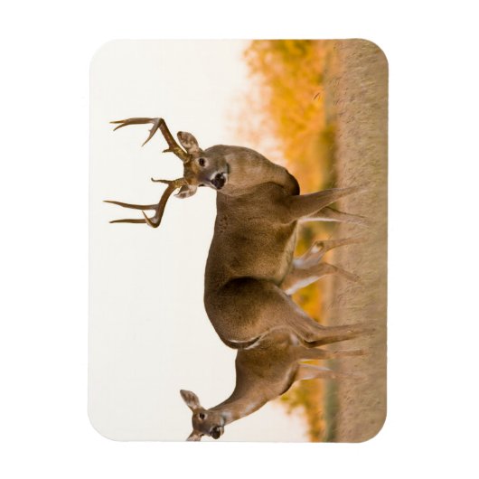 オオカミ |テキサス州の秋 マグネット (縦)