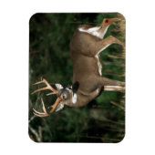 オオカミ |テネシー マグネット (縦)