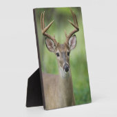 オオカミ |ヒルカントリー、テキサス州 フォトプラーク (側面)