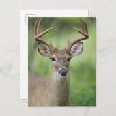 オオカミ |ヒルカントリー、テキサス州 ポストカード (正面/裏面)