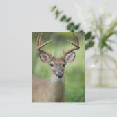 オオカミ |ヒルカントリー、テキサス州 ポストカード (スタンド正面)