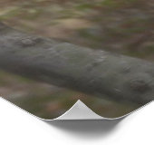 オオカミ ポスター (角)