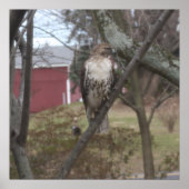 オオカミ ポスター (正面)