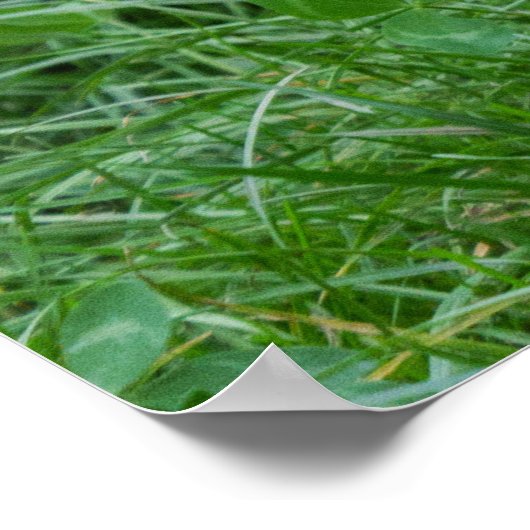 オオカミ ポスター (角)