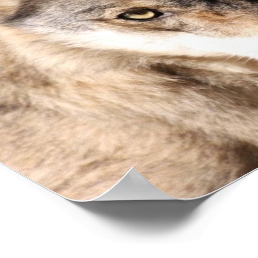 オオカミ ポスター (角)