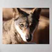 オオカミ ポスター (正面)