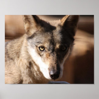 オオカミ ポスター