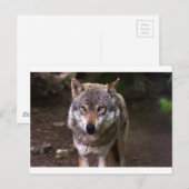 オオカミ ポストカード (正面/裏面)