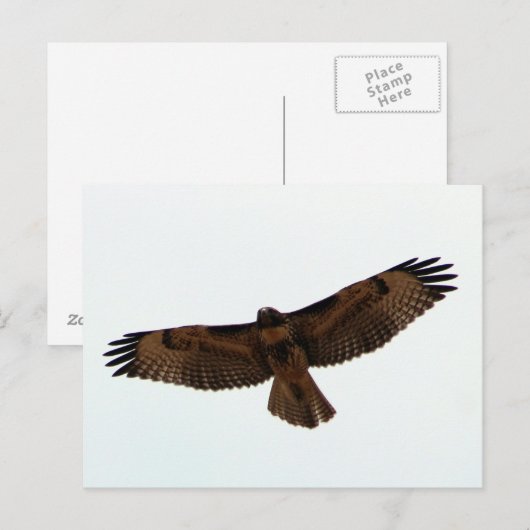 オオカミ ポストカード (正面/裏面)