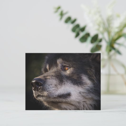 オオカミ ポストカード (スタンド正面)