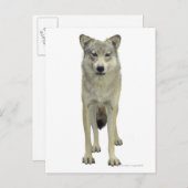 オオカミ ポストカード (正面/裏面)